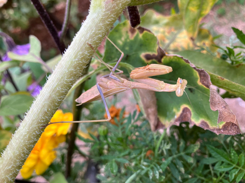 Arizona Mantis