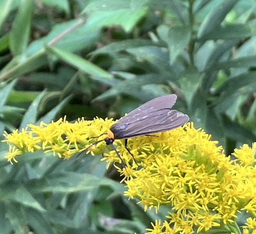 Yellow-collared Scape Moth