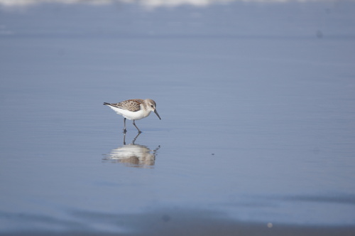 Western Sandpiper