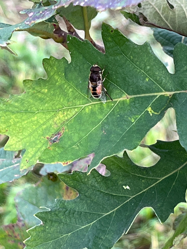 Eurasian Drone Fly