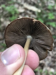 Hymenopellis sinapicolor
