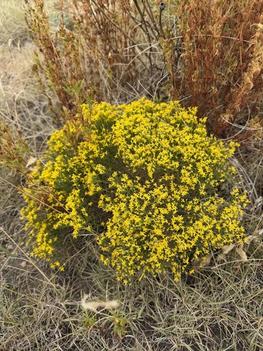 Broom Snakeweed