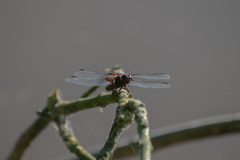 Libellula depressa