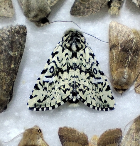 Trichosea ludifica