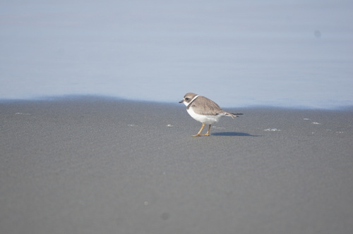 Semipalmated Plover
