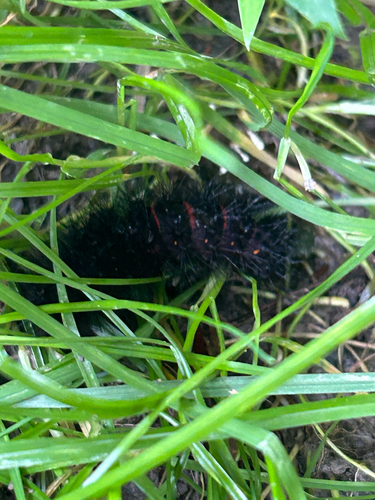 Giant Leopard Moth