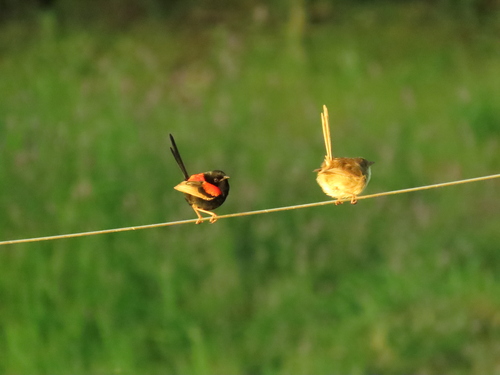 Red-backed Fairywren