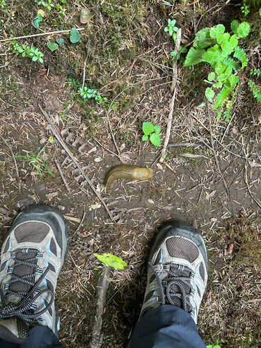 Pacific Banana Slug