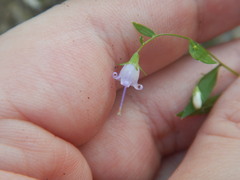(c) Ryan Watson, some rights reserved (CC BY) Campanula divaricata, photograph (c) Ryan Watson, some rights reserved (CC BY)