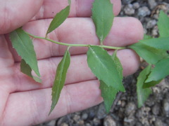 (c) Ryan Watson, some rights reserved (CC BY) Campanula divaricata, photograph (c) Ryan Watson, some rights reserved (CC BY)