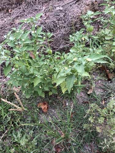 cutleaf groundcherry