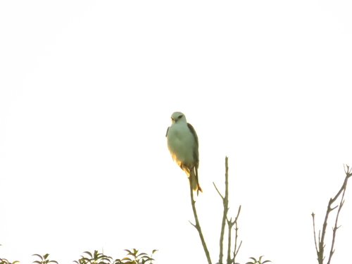 Black-shouldered Kite