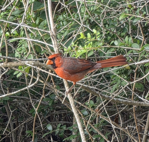 Northern Cardinal