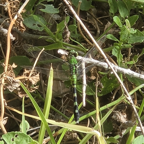 Eastern Pondhawk