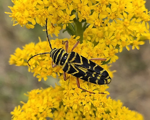 Locust Borer