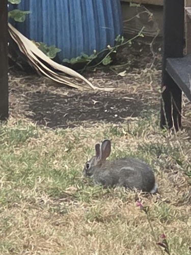 Eastern Cottontail