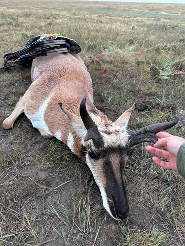 Pronghorn