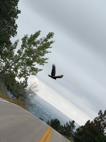 Turkey Vulture