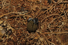 Sisyphus schaefferi schaefferi