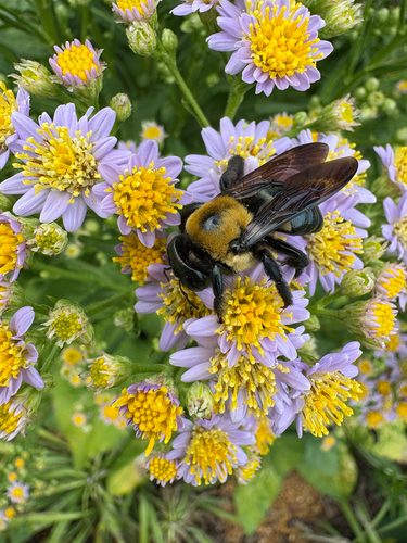 Eastern Carpenter Bee