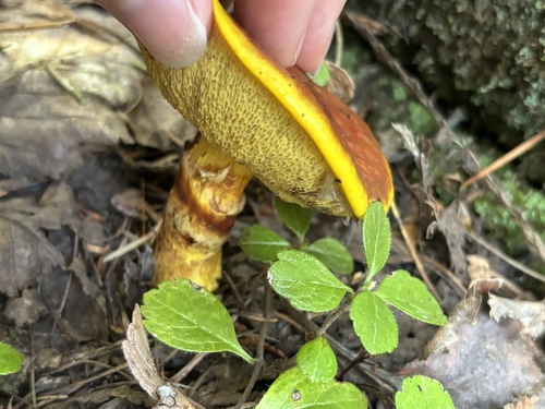 Larch Suillus