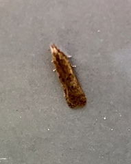 Dichomeris punctipennella