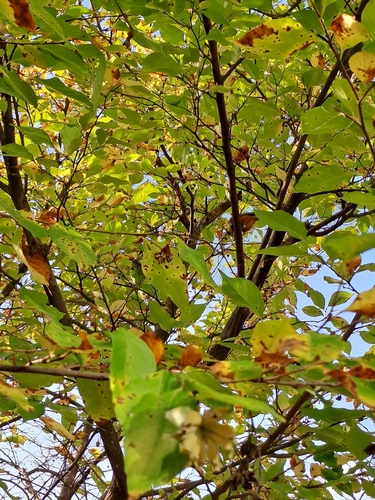 Varied Tit