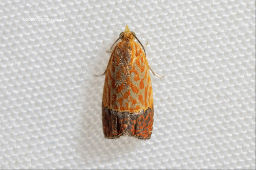 Loboschiza koenigiana