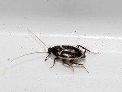 Phyllodromica marginata