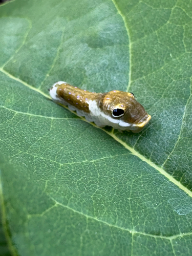 Spicebush Swallowtail