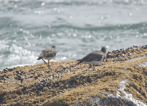 Black Turnstone