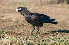 Corvus crassirostris