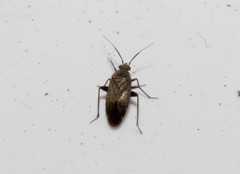 Lepidargyrus ancorifer