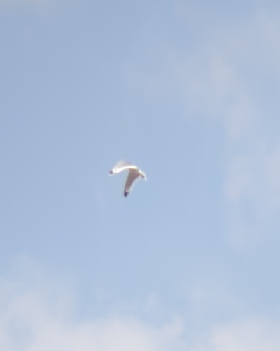 Franklin's Gull