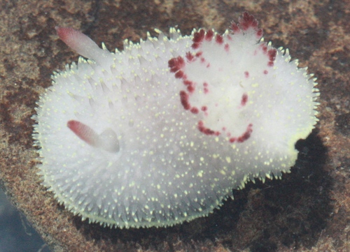 Acanthodoris nanaimoensis