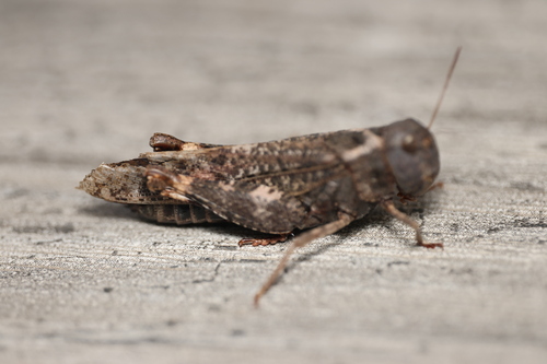 Red-winged Grasshopper