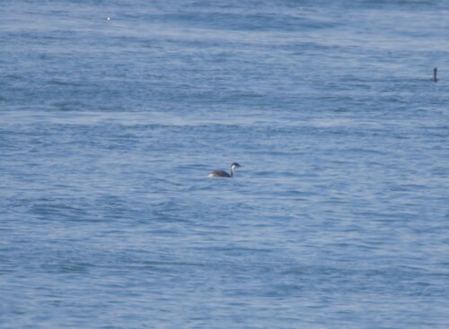 Western Grebe