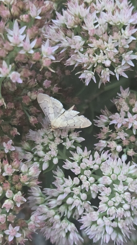 Southern Beet Webworm Moth