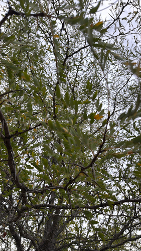 honey locust