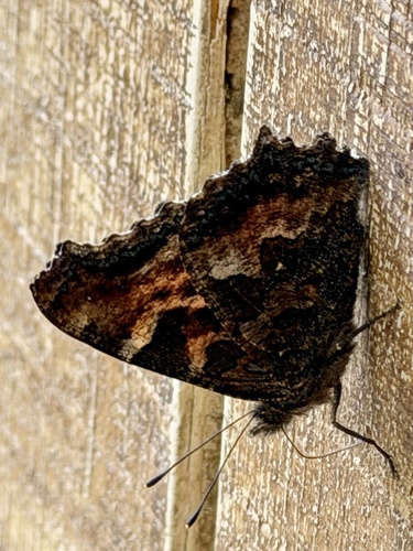 California Tortoiseshell