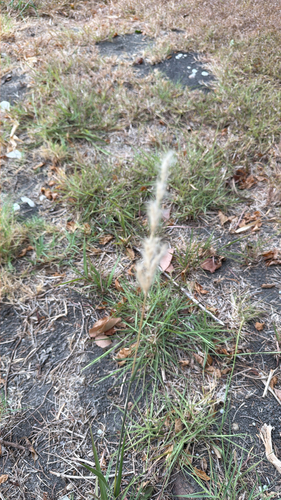silver bluestem