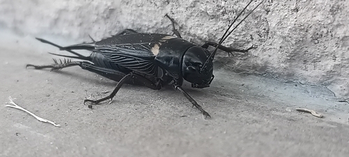 Southern Field Cricket
