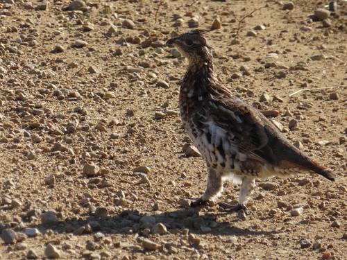 Ruffed Grouse