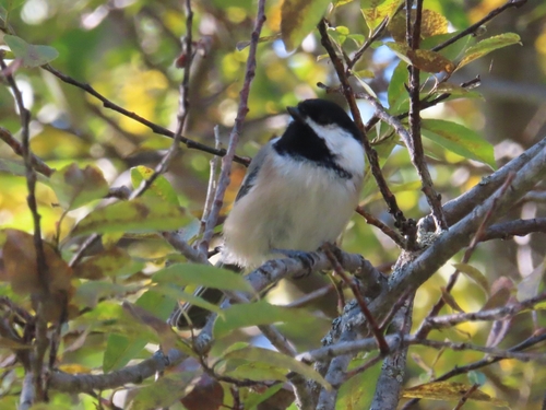 Black-capped Chickadee