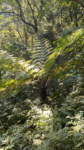 Alsophila spinulosa observed 2026-09-20