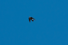Ptyonoprogne