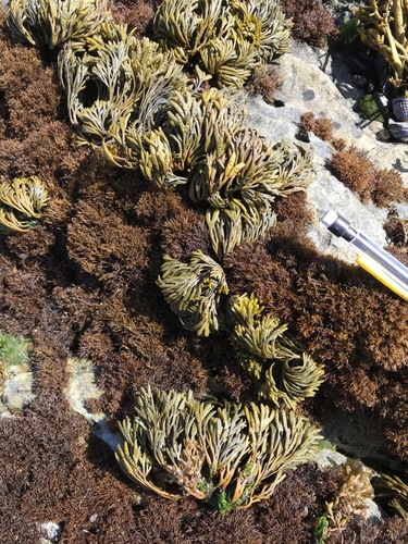 Pelvetiopsis arborescens, 2021-04-30