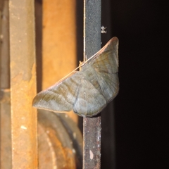 Sphacelodes vulneraria