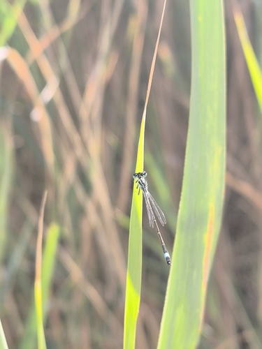 Blue-tailed Damselfly