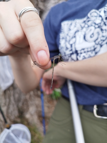 Plateau Spreadwing